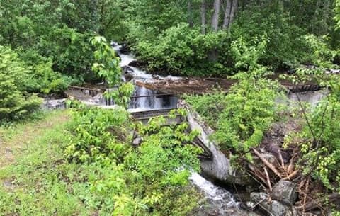 Falls Creek running through dense green forest